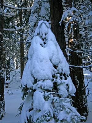 Abominable Snowman