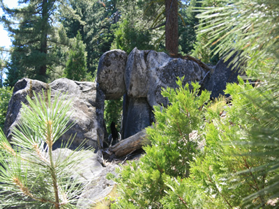 Elephant in the Stanislaus