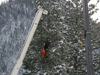 Mark preparing cables to hold tree when cut