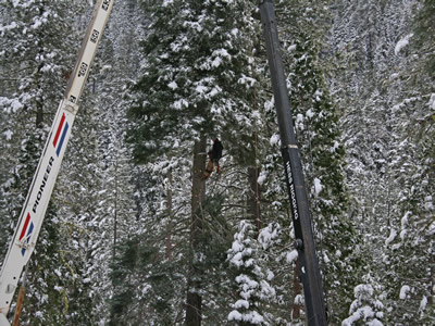 Tree Cutting 30