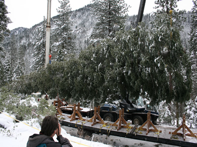 Tree on Truck 3