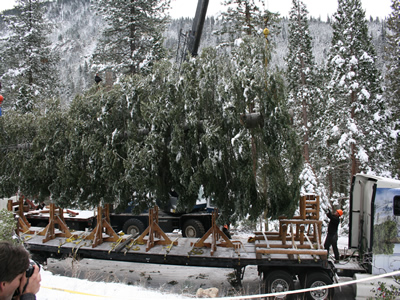 Tree on Truck 5