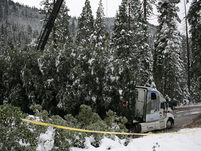 Tree on Truck 6