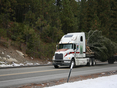 Tree Leaving Rout to Sonora 6