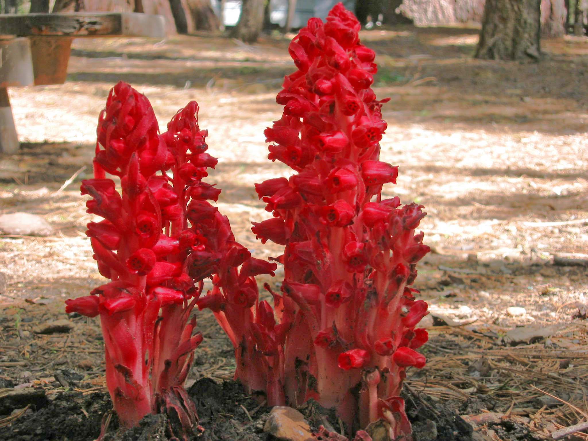 snow plants