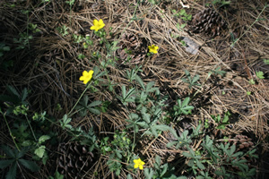 bell meadow 6