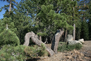 bell meadow 7