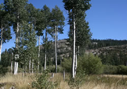 bell meadow 8