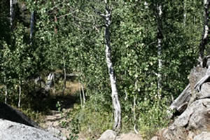 bell meadow 9