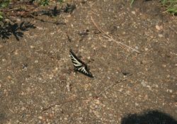 butterfly