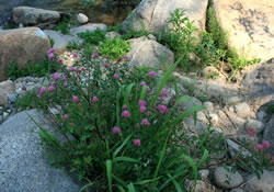 clavey river