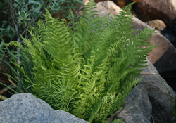 clavey river