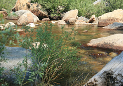 clavey river