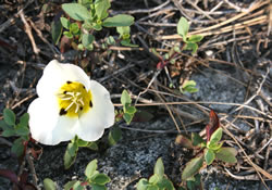 mariposa lily