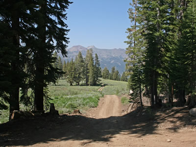 Road to Bennett Tree