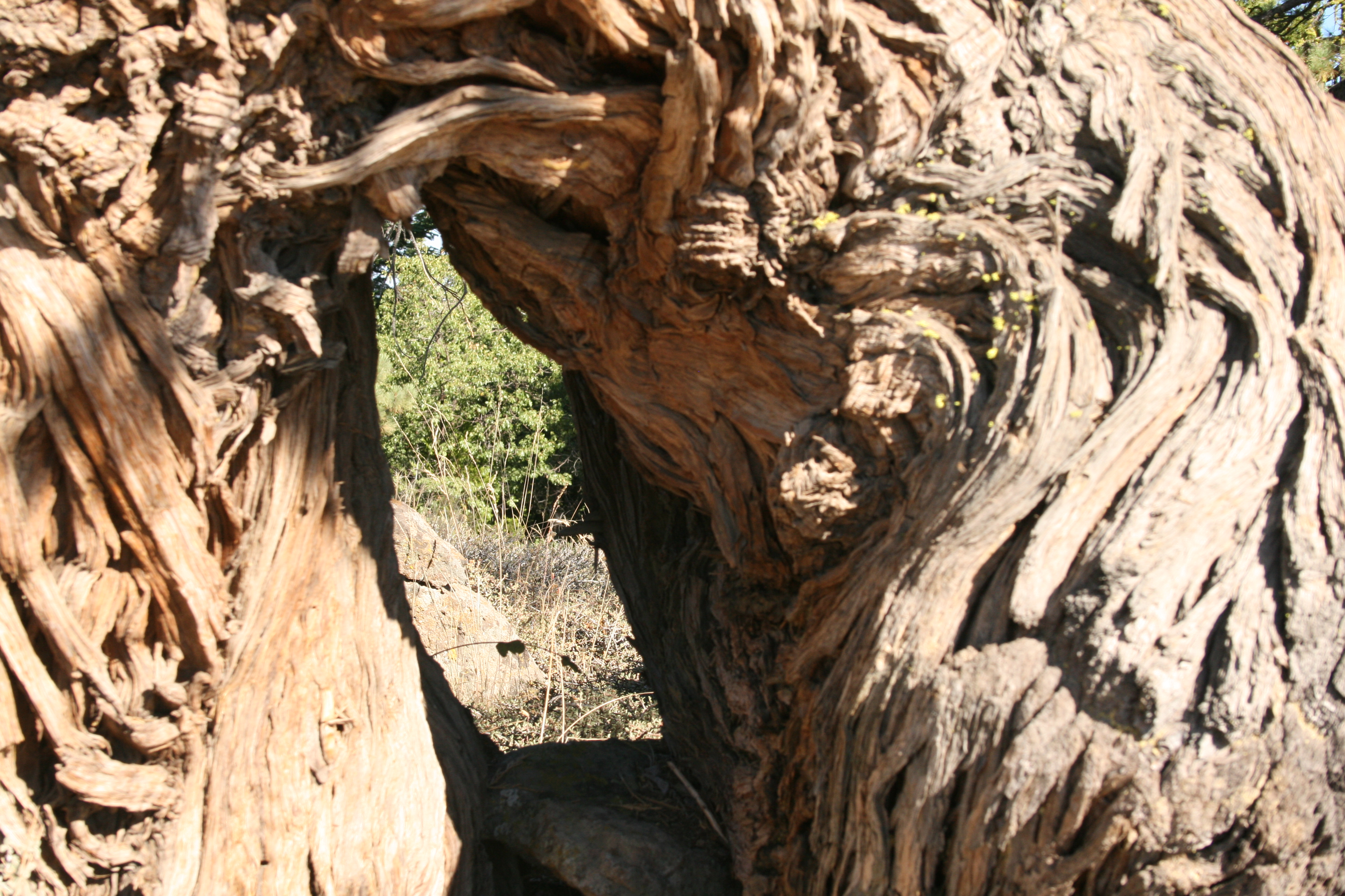 arch in the tree