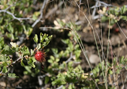 flower plant