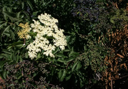 flowering plant
