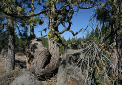 knarled_tree