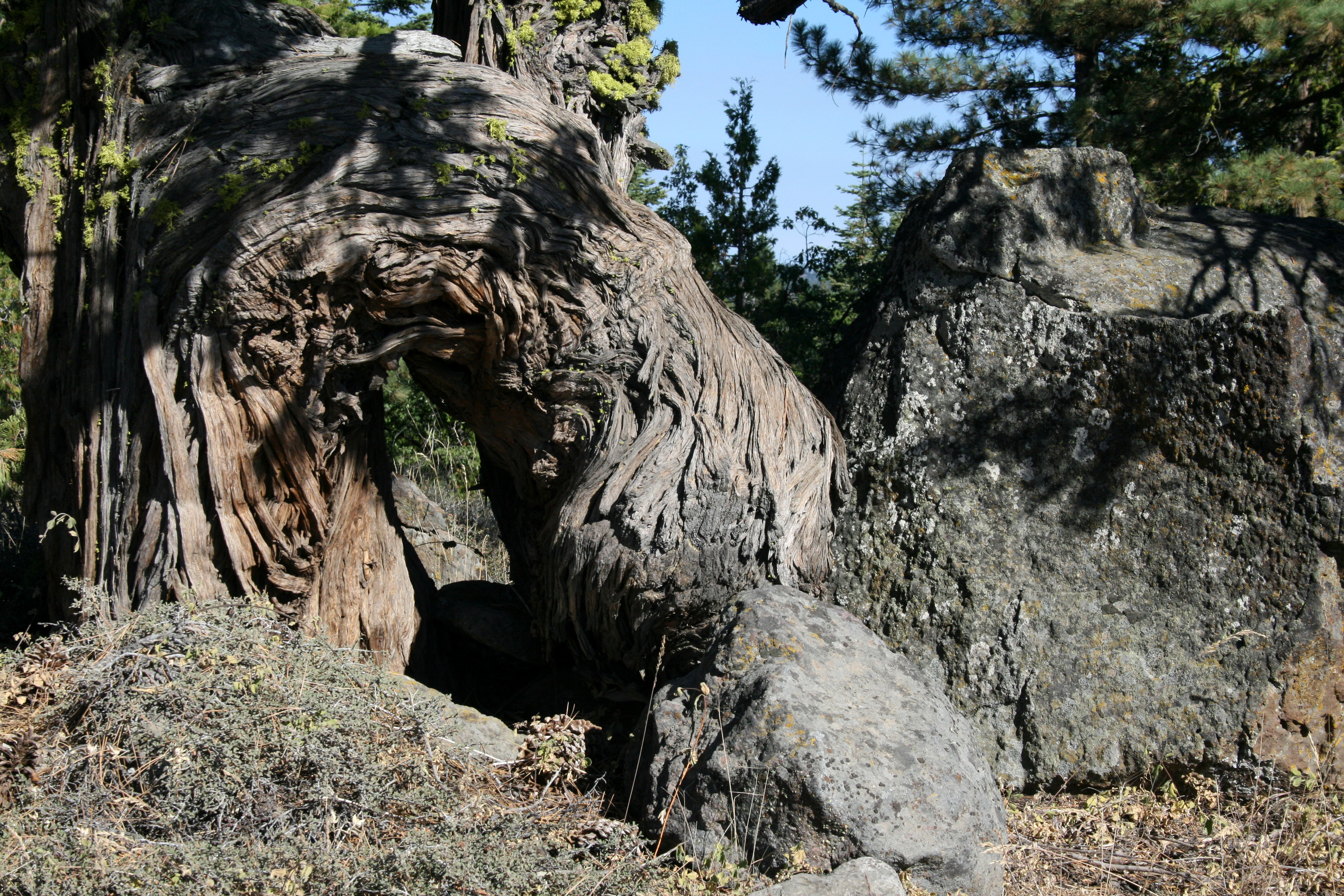 knarled tree
