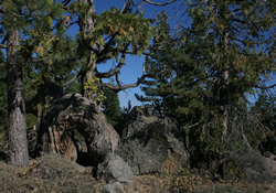 knarled tree