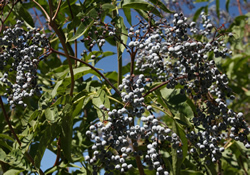 blooming bush