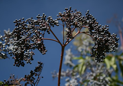 purple berries
