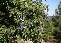 purple_plant