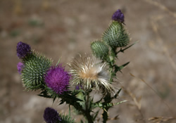 thistle